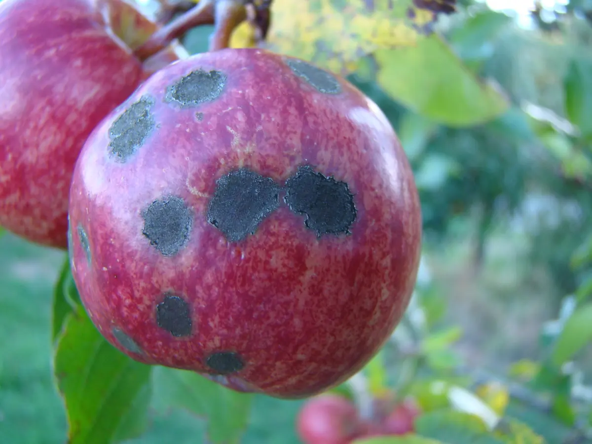 Red apple on the tree with several round black scab spots on its skin