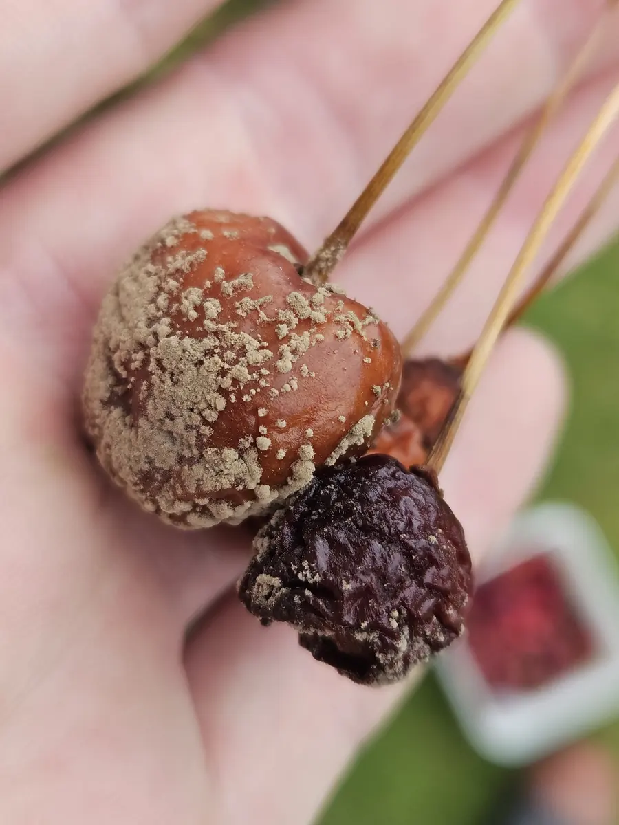 Hand holding cherries, one rotting with buff spore pustules and one dried into a dark mummy