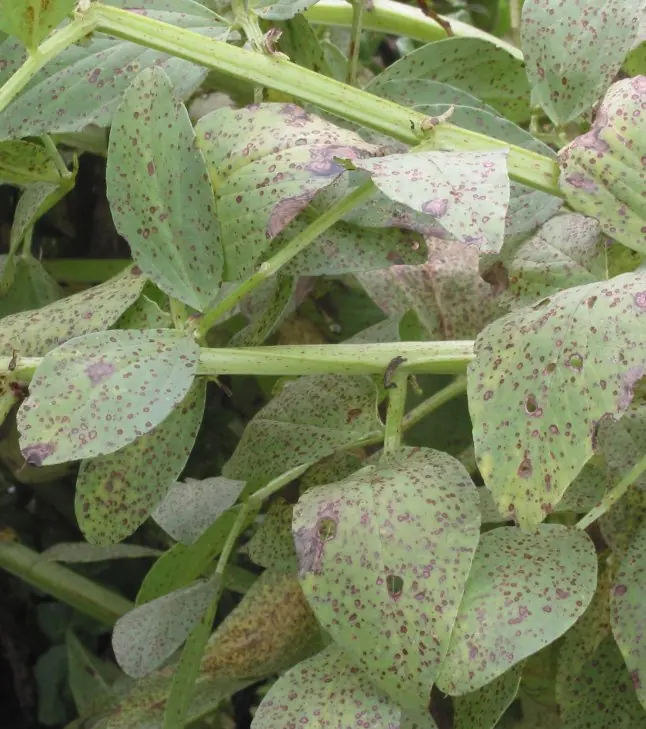 Broad bean leaves and stems covered in many small reddish-brown spots and larger brown blotches