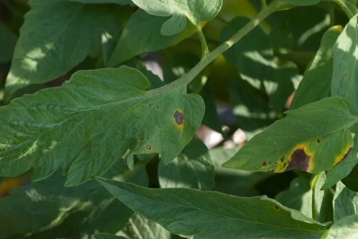 Tomato leaves with dark brown spots surrounded by yellow haloes