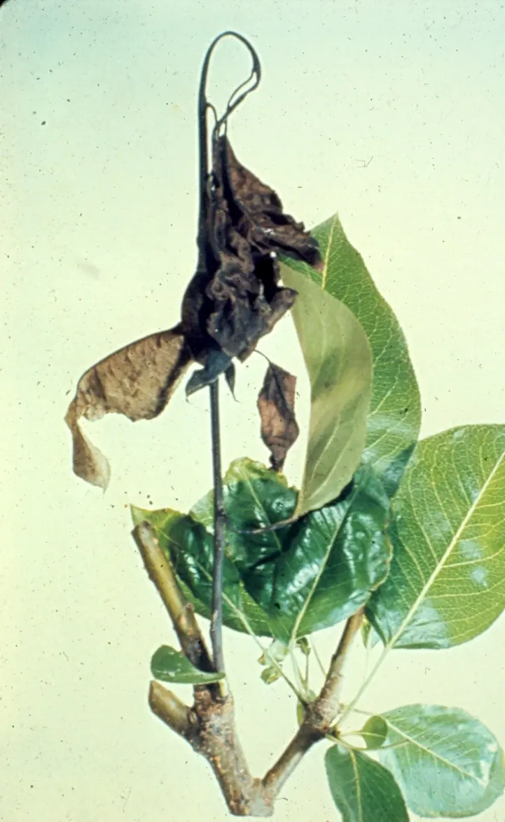 Pear shoot with a blackened tip bent over into a shepherd's crook and dead brown leaves