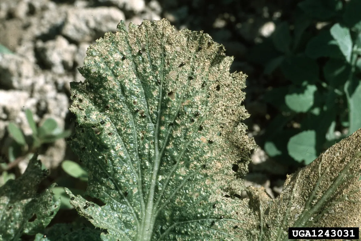 Brassica leaf riddled with hundreds of tiny round holes and pale pits