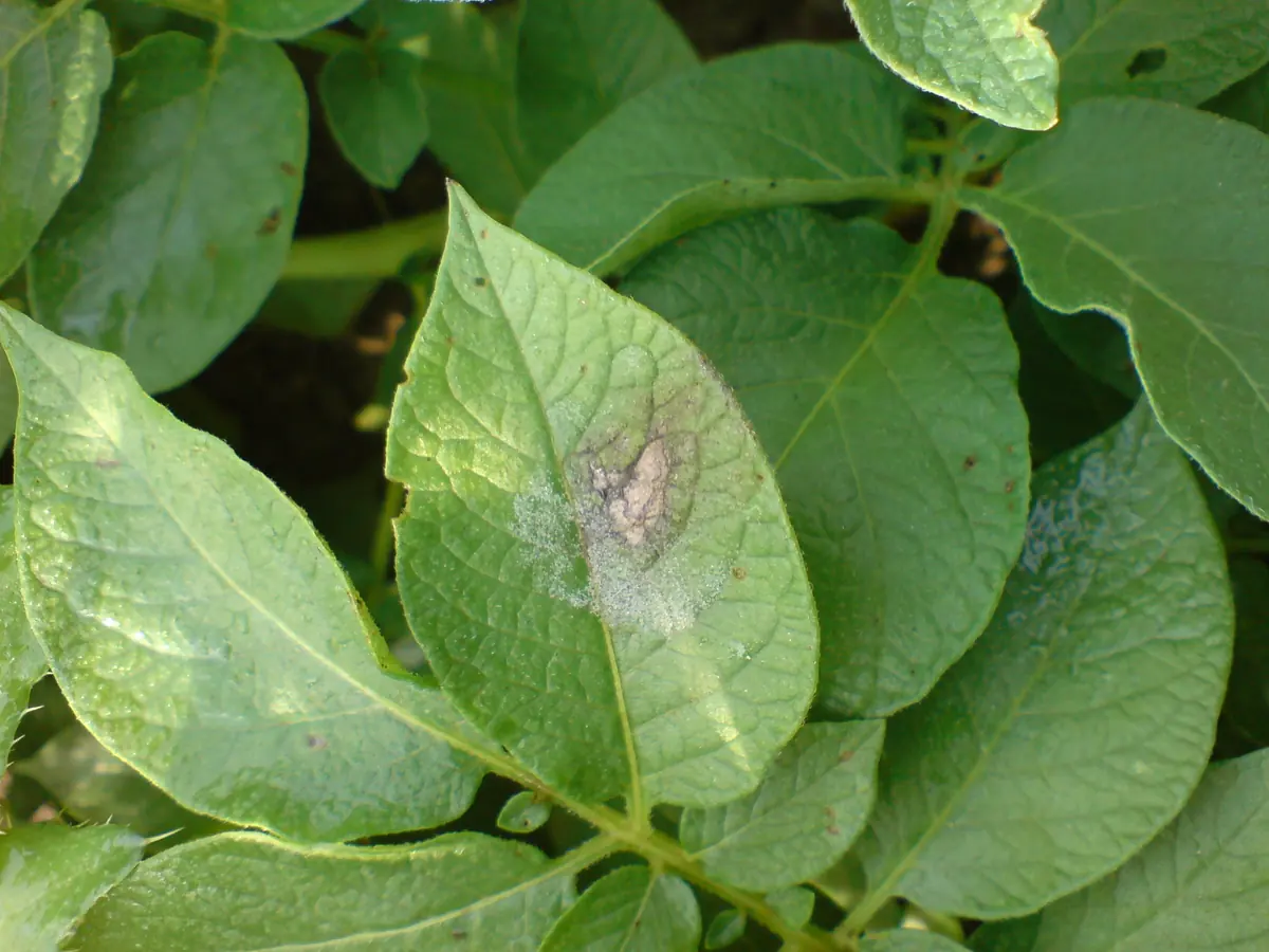 Potato leaf with a brown dead patch surrounded by pale tissue and fine white downy growth