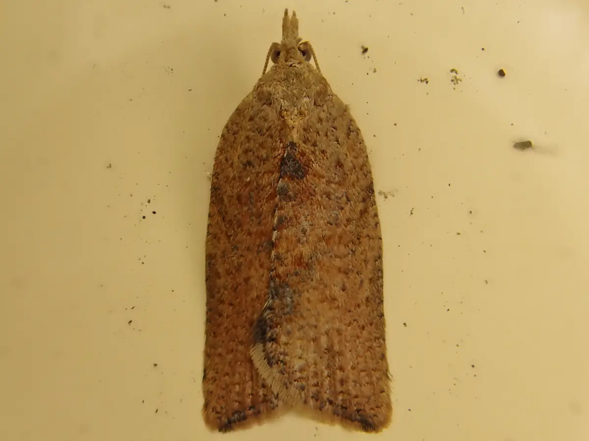Small bell-shaped brown light brown apple moth resting on a pale surface