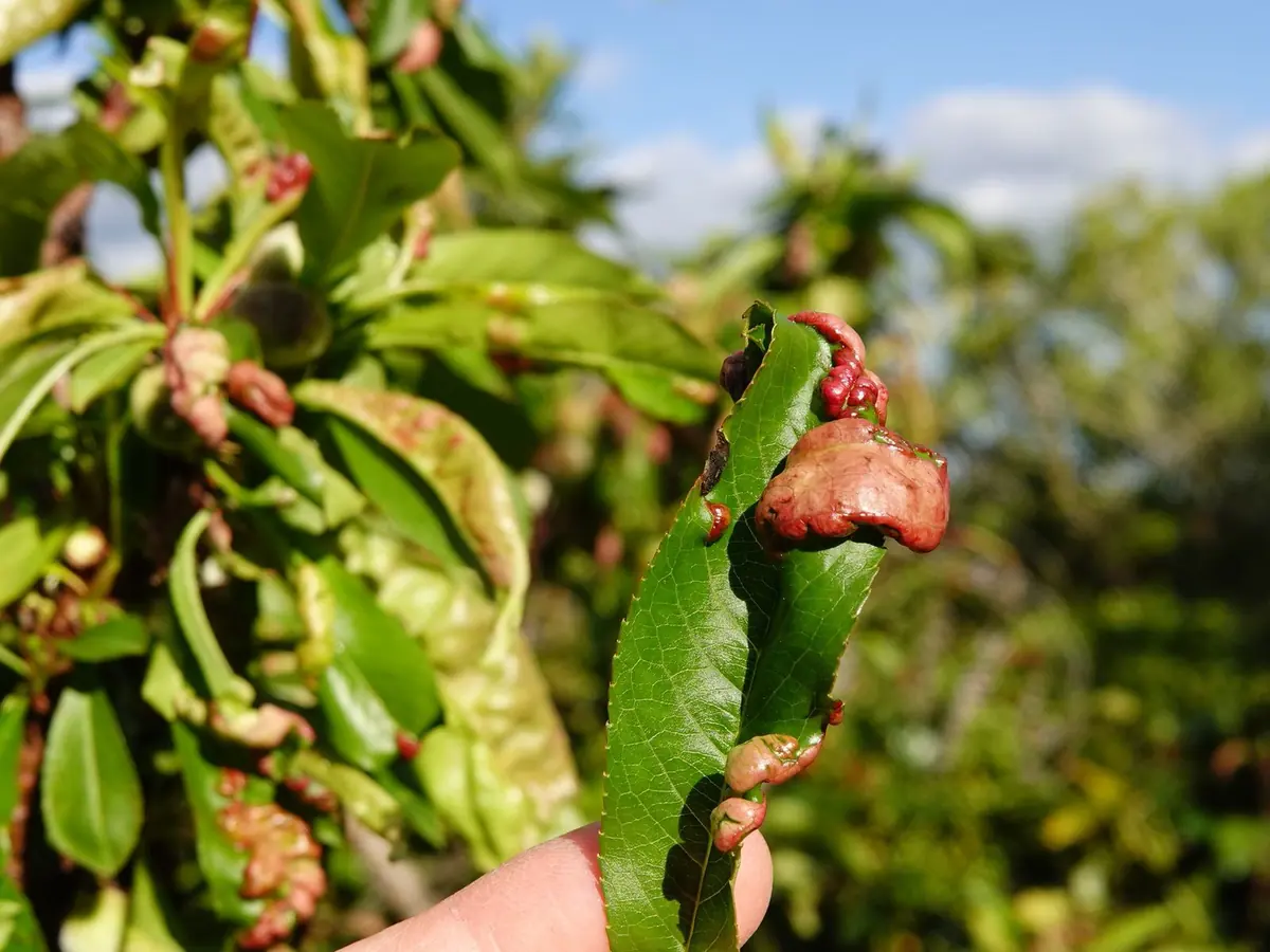 Peach leaf with a swollen red blistered section held up in an orchard