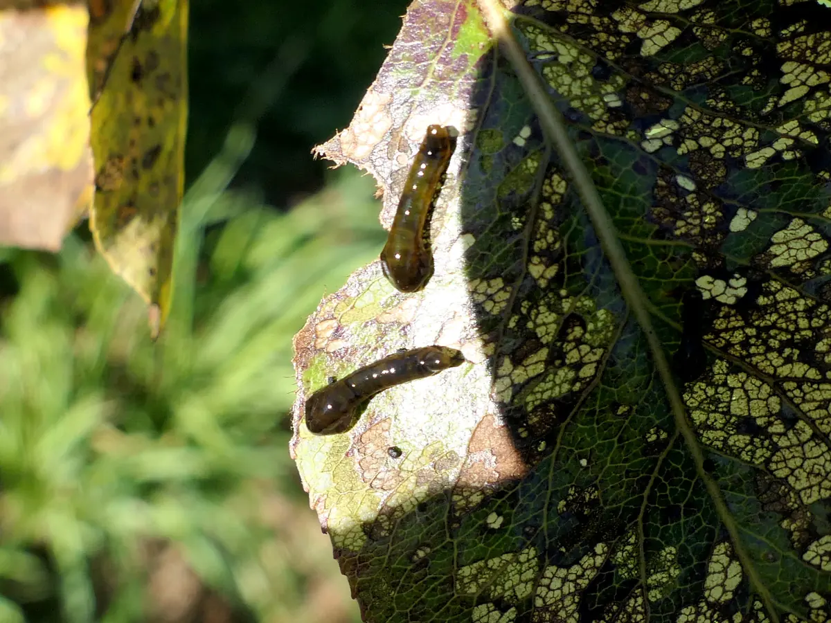 Two slimy dark pear slug larvae on a leaf grazed into brown see-through windows