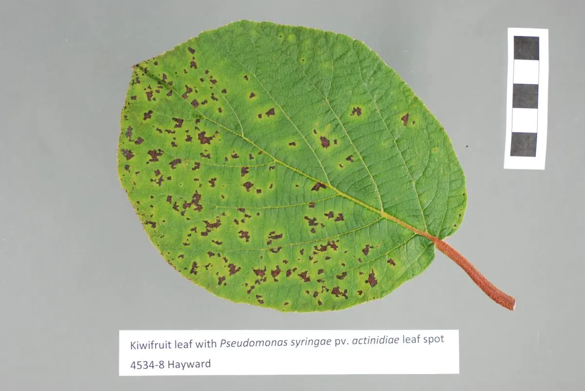 Pressed Hayward kiwifruit leaf covered in dark angular Psa leaf spots beside a scale bar