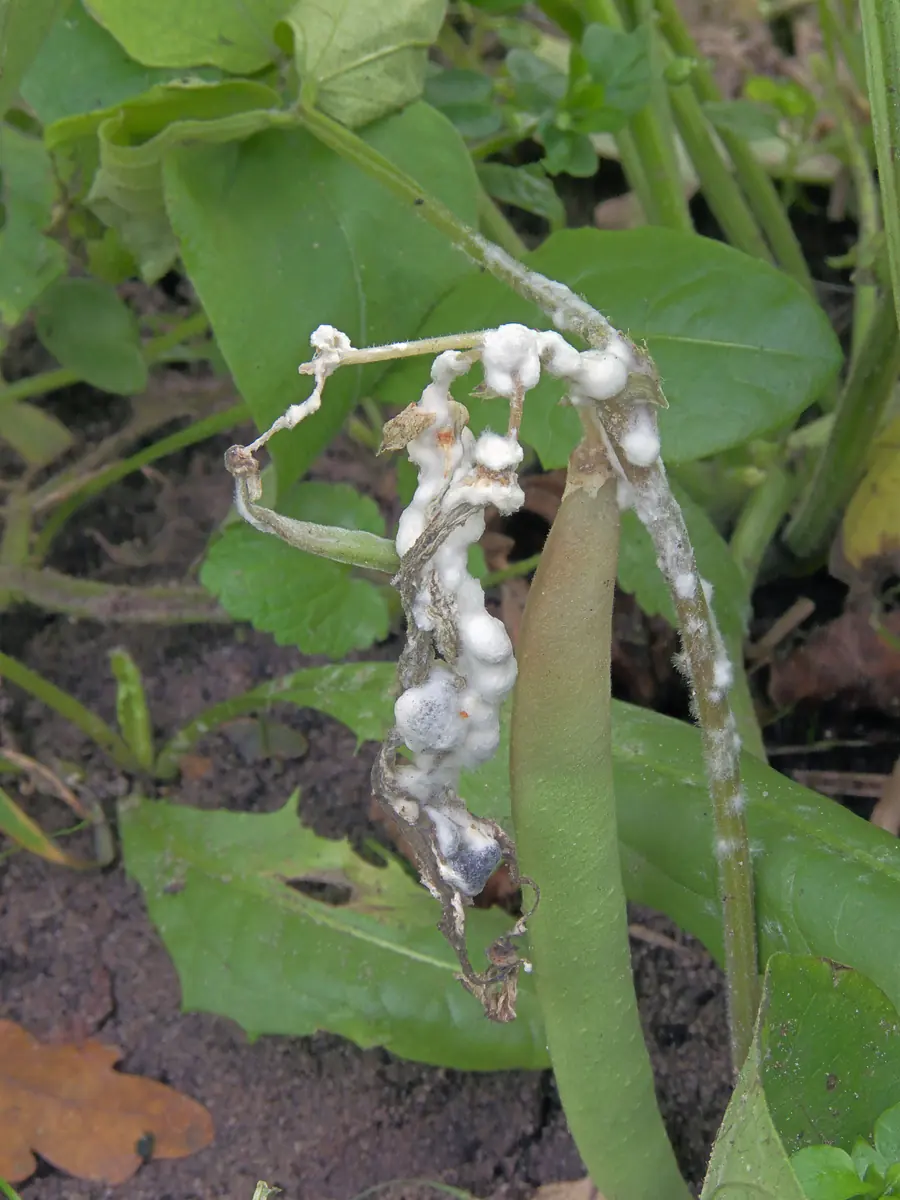 Bean stem and pod covered in white cottony mould with dark sclerotia forming in it