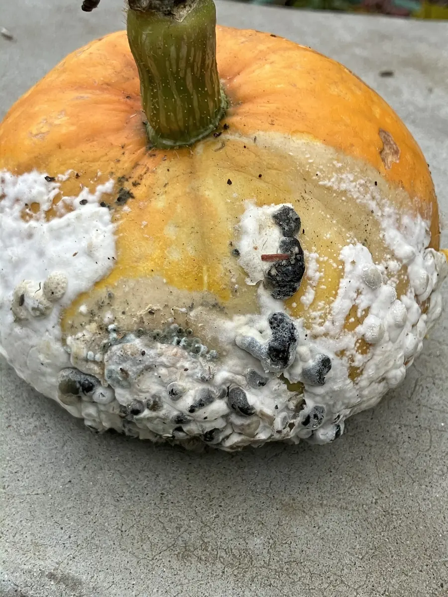 Orange pumpkin with its lower half covered in white mould and black sclerotia