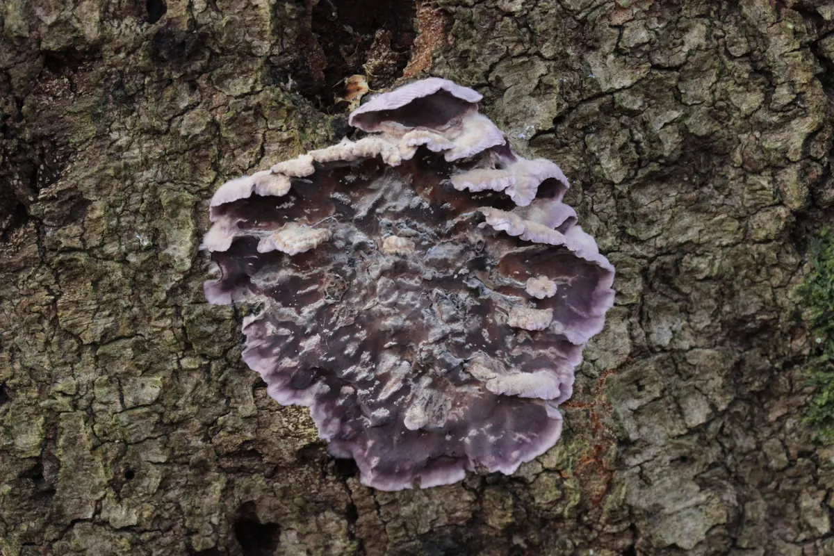 Crusty purple silver leaf fungus bracket growing on the bark of a dead branch
