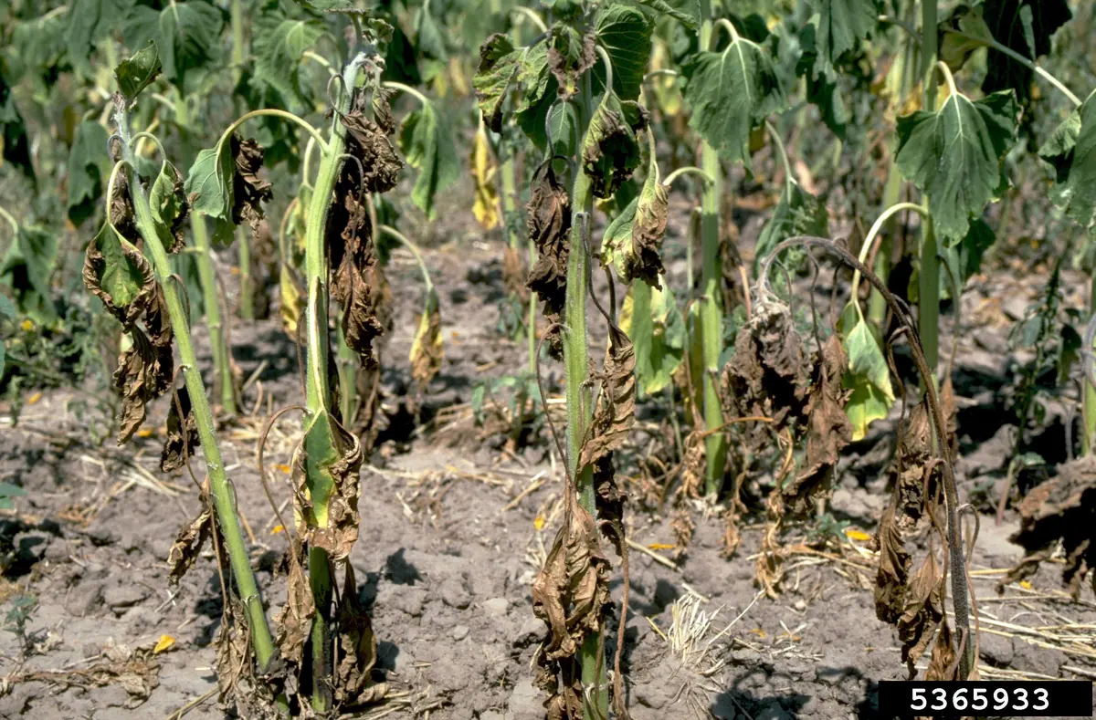 Row of sunflower plants with brown, shrivelled leaves hanging from upright green stems